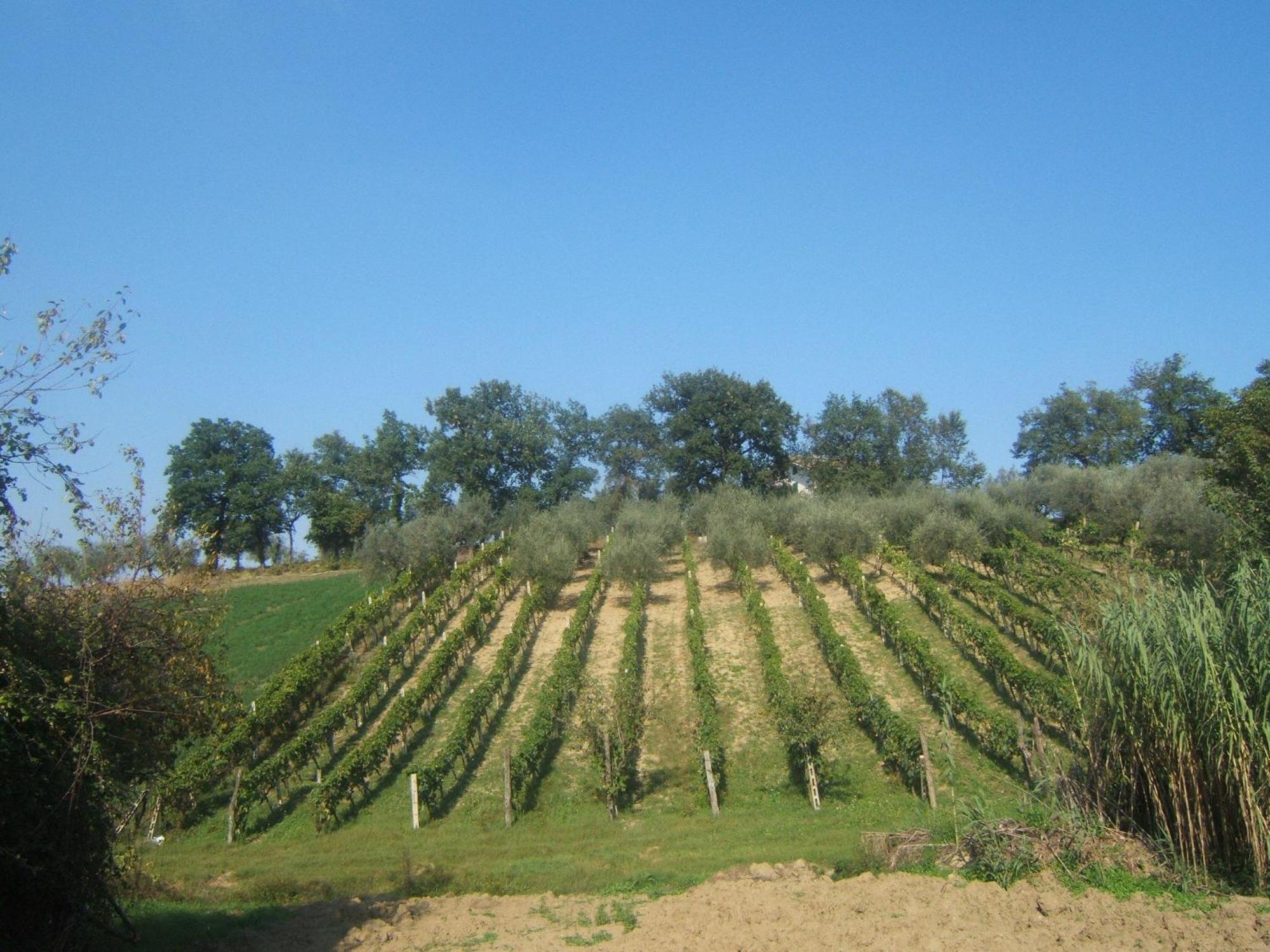 Agriturismo Il Vecchio Carro Campli Zewnętrze zdjęcie